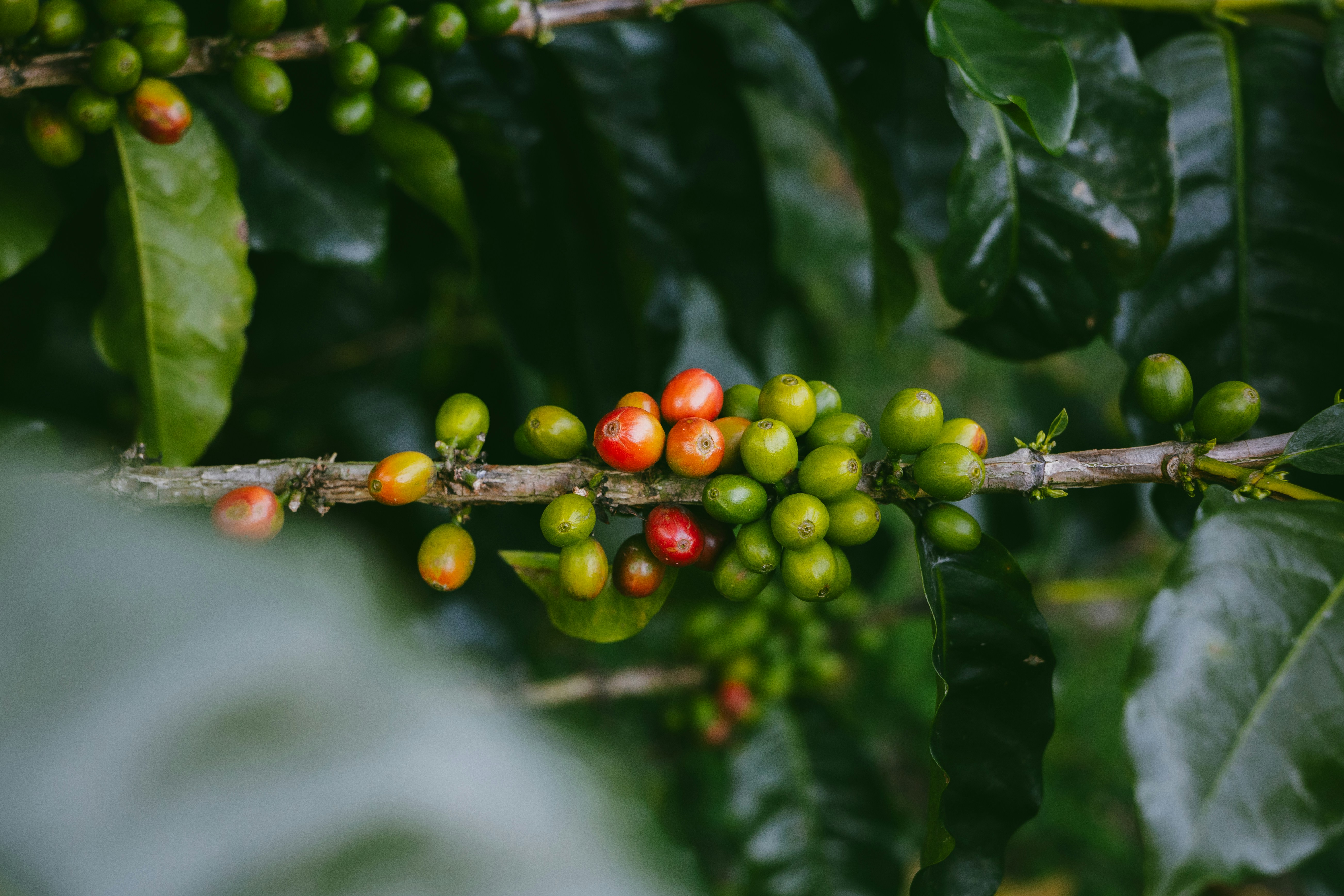 Indonesian green coffee beans